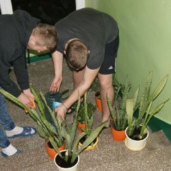 przesadzanie kwiatów